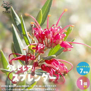 yzOrA Xv_[  7c 1 Grevillea }KV V{c[ K[fjO Β  [