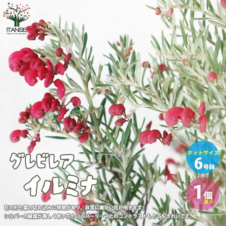 楽天市場 送料無料 グレビレア イルミナ 庭木 6号 黒鉢mサイズ 1個売り Grevillea ヤマモガシ シンボルツリー ガーデニング 常緑低木 植物販売のｉｔａｎｓｅ楽天市場店