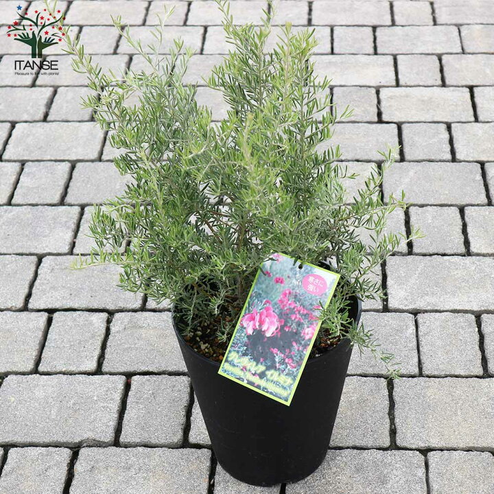 楽天市場 送料無料 グレビレア イルミナ 庭木 6号 黒鉢mサイズ 1個売り Grevillea ヤマモガシ シンボルツリー ガーデニング 常緑低木 植物販売のｉｔａｎｓｅ楽天市場店