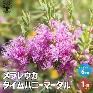 ハーブ タイム 花 農業資材 ガーデニング用品の人気商品 通販 価格比較 価格 Com