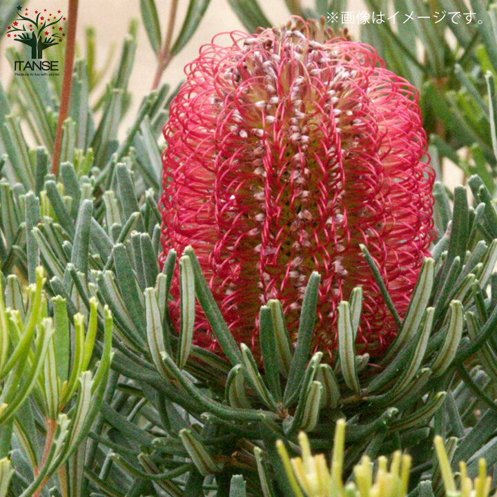 楽天市場 送料無料 バンクシア オキシデンタリス レッドスワンプバンクシア 庭木 5号スリット鉢 1個売り フラワーアレンジメントや切り花 ドライフラワーなどの素材として人気 植物販売のｉｔａｎｓｅ楽天市場店