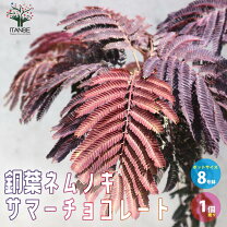 楽天市場】ネムノキ サマーチョコレートの通販
