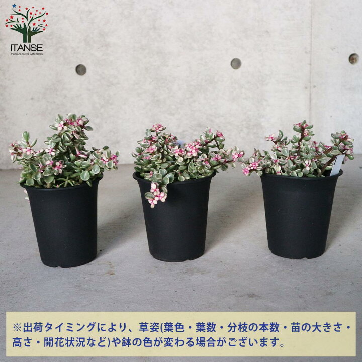 4円 激安 激安特価 送料無料 ウェルデルマニー ポーチュラカリア 多肉植物 3 5号ポット 1個売り インテリア オブジェ 新生活 プレゼント 贈答 送料無料