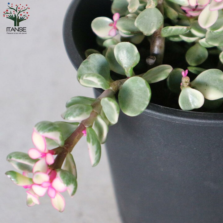 1194円 アウトレット品 送料無料 ポーチュラカリア 桃子の舞 ももこのまい