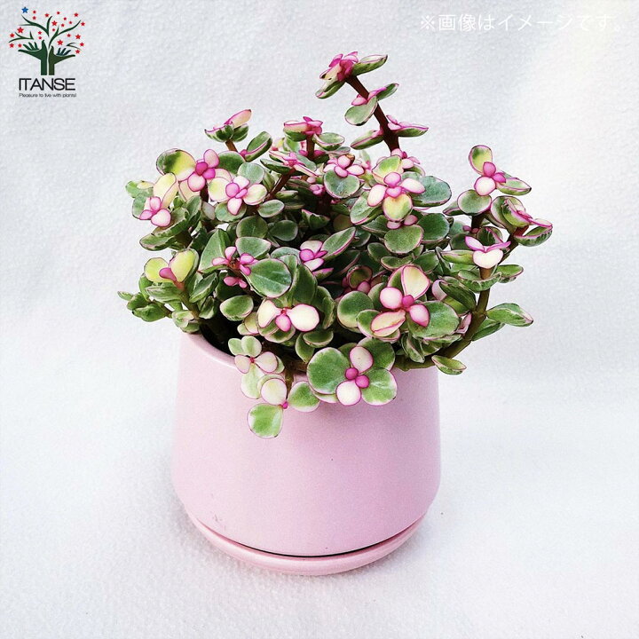 楽天市場 送料無料 ポーチュラカリア 桃子の舞 ももこのまい 多肉植物 4号ポット苗 1個売り ガーデニング リビング オフィス 事務所 園芸 植物販売のｉｔａｎｓｅ楽天市場店