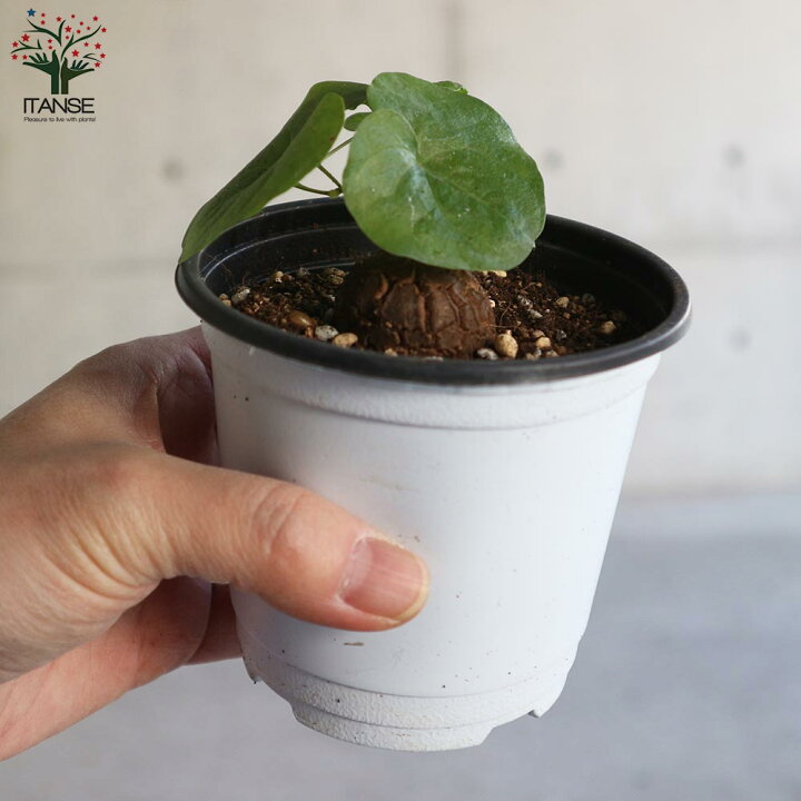 楽天市場 送料無料 亀甲竜 きっこうりゅう 多肉植物 つる性の多肉植物2 5号ポット苗 お買い得3個セット ディオスコレア エレファンティペス アフリカ亀甲竜 蔓亀草 ツルカメソウ 象の足 ゾウノアシ 植物販売のｉｔａｎｓｅ楽天市場店