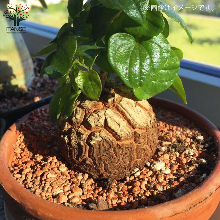 楽天市場 送料無料 亀甲竜 きっこうりゅう 多肉植物 つる性の多肉植物2 5号ポット苗 お買い得3個セット ディオスコレア エレファンティペス アフリカ亀甲竜 蔓亀草 ツルカメソウ 象の足 ゾウノアシ 植物販売のｉｔａｎｓｅ楽天市場店