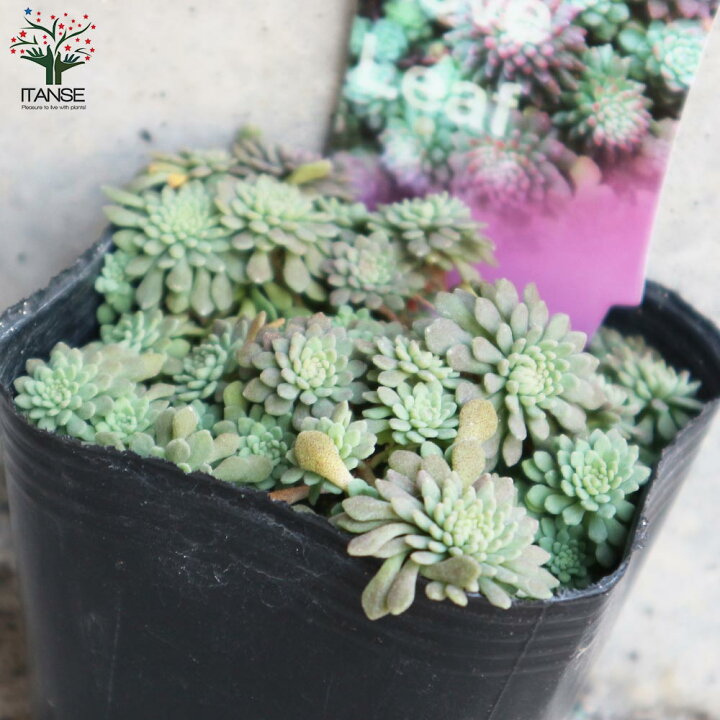100 の保証 観葉植物 セダム Megjc Gov Jm 100 の保証 観葉植物 セダム Megjc Gov Jm