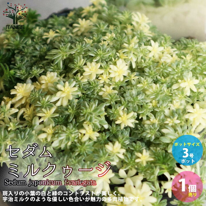楽天市場 送料無料 セダム ミルクゥージ 多肉植物 グランドカバー苗3号ポット苗 1個売り セダム グランドカバー 多肉植物 観葉植物 リビング オフィス 事務所 インテリア 植物販売のitanse楽天市場店 楽天市場 送料無料 セダム ミルクゥージ 多肉植物 グランドカバー苗3号ポット苗 1個売り セダム グランドカバー 多肉植物 観葉植物 リビング オフィス 事務所 インテリア 植物販売のitanse楽天市場店