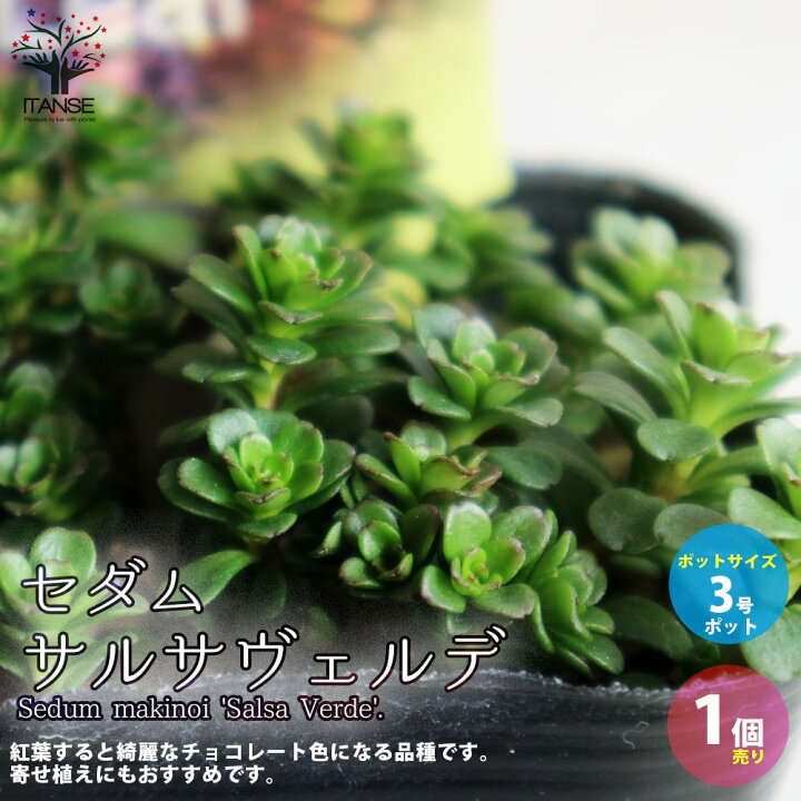 楽天市場 送料無料 セダム サルサヴェルデ 多肉植物 グランドカバー苗3号ポット苗 1個売り セダム グランドカバー 多肉植物 観葉植物 リビング オフィス 事務所 インテリア 植物販売のｉｔａｎｓｅ楽天市場店