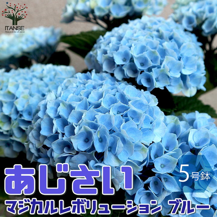 楽天市場 送料無料 マジカルレボリューション ブルー アジサイの苗 庭木 5号鉢 1個売り あじさい苗 あじさいの苗 アジサイ苗 アジサイの苗 紫陽花苗 紫陽花の苗 ガーデニング 植物販売のｉｔａｎｓｅ楽天市場店