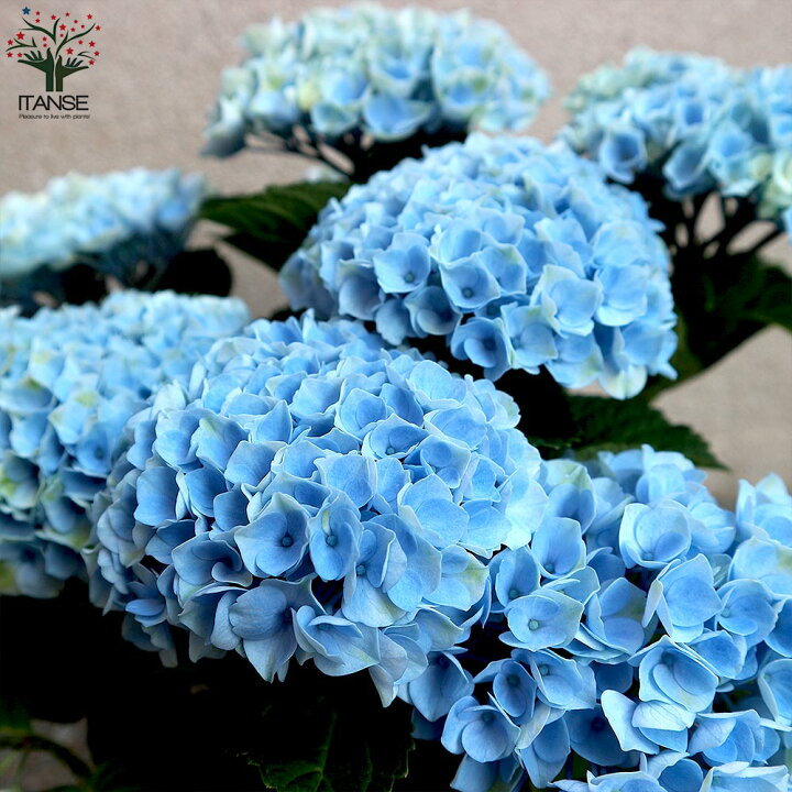 楽天市場 送料無料 マジカルレボリューション ブルー アジサイの苗 庭木 5号鉢 1個売り あじさい苗 あじさいの苗 アジサイ苗 アジサイの苗 紫陽花苗 紫陽花の苗 ガーデニング 植物販売のｉｔａｎｓｅ楽天市場店