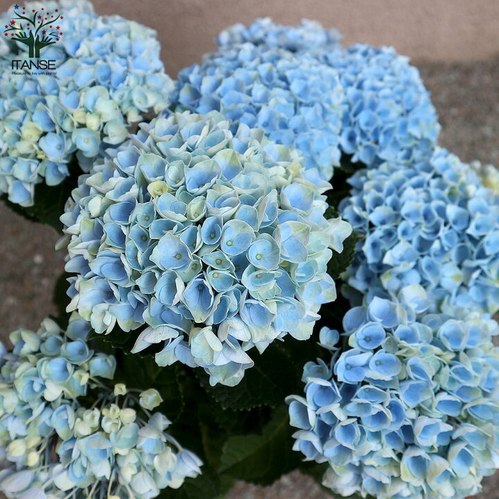 45 アジサイ 抜き苗 紫陽花 1本 バラ咲