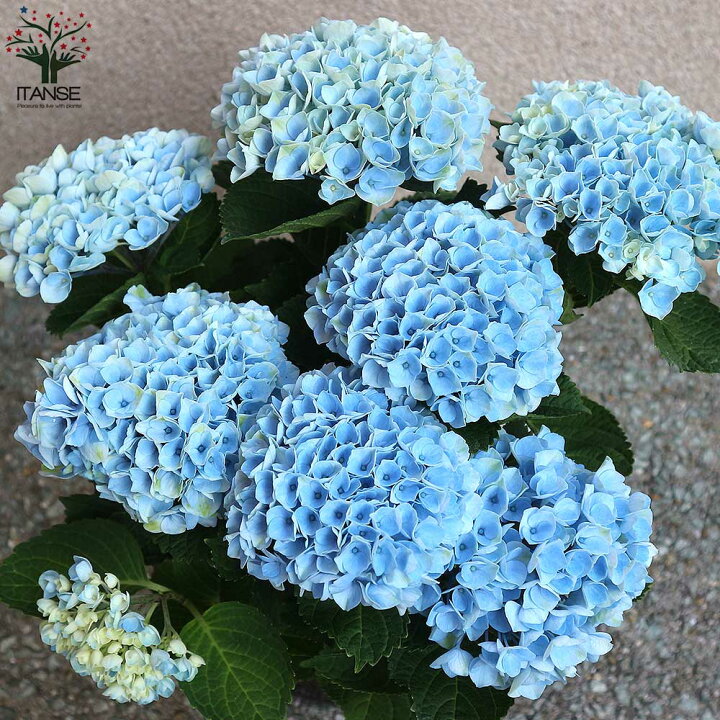 楽天市場 送料無料 マジカルレボリューション ブルー アジサイの苗 庭木 5号鉢 1個売り あじさい苗 あじさいの苗 アジサイ苗 アジサイの苗 紫陽花苗 紫陽花の苗 ガーデニング 植物販売のｉｔａｎｓｅ楽天市場店