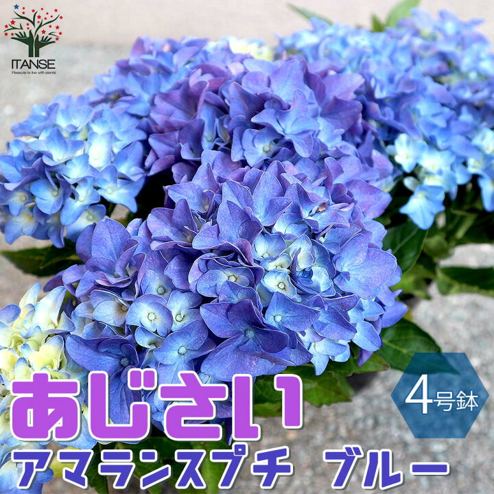 楽天市場 送料無料 アマランスプチ ブルー アジサイの苗 庭木 4号鉢 1個売り あじさい苗 あじさいの苗 アジサイ苗 アジサイの苗 紫陽花苗 紫陽花の苗 ガーデニング 植物販売のｉｔａｎｓｅ楽天市場店