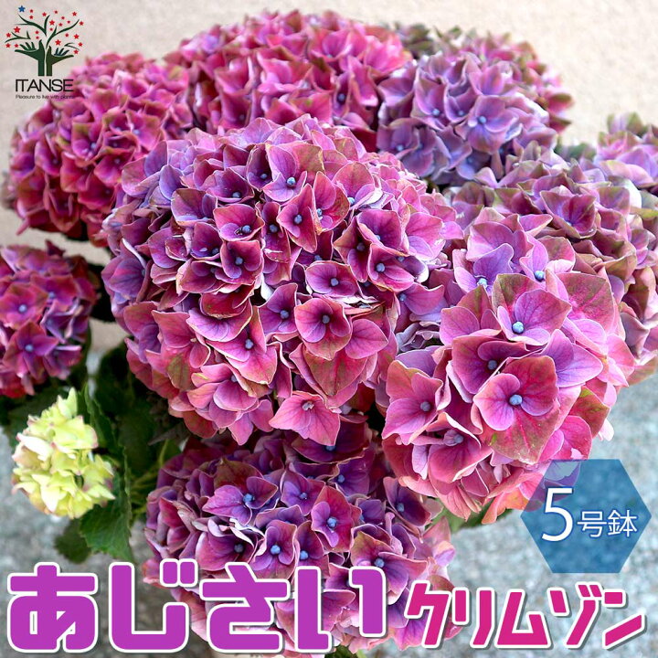 楽天市場 送料無料 秋色アジサイ マジカル クリムゾン アジサイの苗 庭木 5号鉢 1個売り あじさい苗 あじさいの苗 アジサイ苗 アジサイの苗 紫陽花苗 紫陽花の苗 ガーデニング 植物販売のｉｔａｎｓｅ楽天市場店