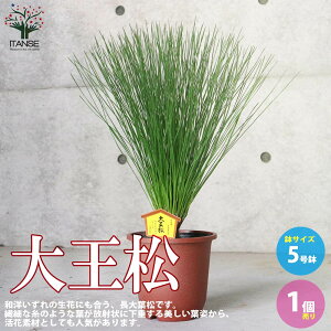 yz剤  뉀 5 1 剤 _CIEVE |i J[[t ~ K[fjO ӏ ͔| 뉀؉  [