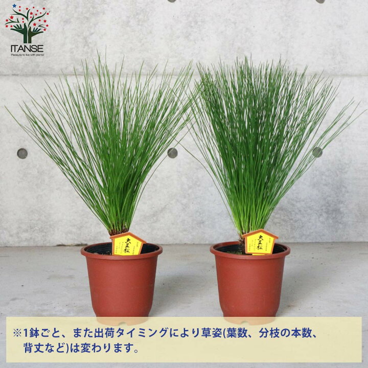 楽天市場 送料無料 大王松 庭木 庭園樹木 5号 1個売り 大王松 ダイオウショウ 園芸品種 カラーリーフ 盆栽 ガーデニング 鑑賞 栽培 庭園菜園 植物販売のitanse楽天市場店 楽天市場 送料無料 大王松 庭木 庭園樹木 5号 1個売り 大王松 ダイオウショウ 園芸品種 カラーリーフ 盆栽 ガーデニング 鑑賞 栽培 庭園菜園 植物販売のitanse楽天市場店