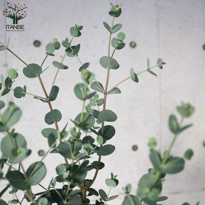 2394円 驚きの価格が実現 送料無料 ユーカリ シルバードロップ 庭木 8号ポット