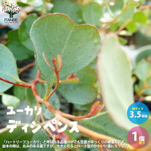 ユーカリ 苗 盆栽 植木の人気商品 通販 価格比較 価格 Com