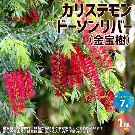 【送料無料】カリステモンドーソンリバー 庭木 7号 1個売り カリステモン ドーソンリバー ブラシの木 ブラシノキ 金宝樹 キンポウジュ ボトルブラッシュ 花槇 ハナマキ 花苗 送料無料 即納
