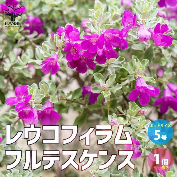 楽天市場 送料無料 レウコフィルム フルテスケンス 庭木 5号ポット 1個売り シルバーリーフ テキサスセージ テキサスシルバーリーフ 花と葉の色のコントラストが美しい 植物販売のｉｔａｎｓｅ楽天市場店