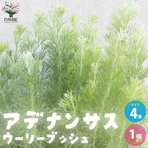 yzAfiTX E[[ubV  4|bg 1 Adenanthos Albany Woolly bush }KV I[W[vc lCeBut[ t[AWg  [