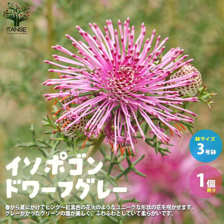 楽天市場 送料無料 イソポゴン ドワーフグレー 庭木 3号ポット 1個売り イソポゴン ローズコーン 花木 苗木 苗 庭木 植木 ドラムスティックフラワー 花 お香 シャンプー エッセンシャルオイル 花木 植木 インテリア 植物販売のｉｔａｎｓｅ楽天市場店