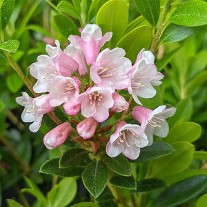 yzRSccW u[obNX  6|bg 1 [hfh UP Rhododendron micrranthum Bloombux ␫ 킢  PVP  [