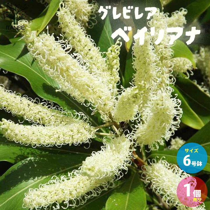 楽天市場 送料無料 グレビレア ベイリアナ 花木苗 庭木 6号ポット 1個売り グレヴィレア ベイリーアナ 白花品種で 春から初夏にかけて細長いブラシ状の花を咲かせます 植物販売のｉｔａｎｓｅ楽天市場店