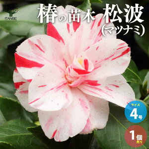 yz ( coL ) ̕c i:g ( }ci~ )  4|bgc 1 coLc coL̕c ֕c ւ̕c Ζ t ( ΂ )  ( ₫ ) Ԓd {뉀 