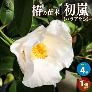 yz ( coL ) ̕c i: ( ncAV )  4|bgc 1 coLc coL̕c ֕c ւ̕c V{c[ LO K[fjO 뉀  [