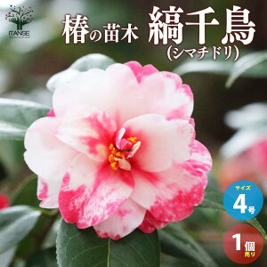 yz ( coL ) ̕c i:Ȑ璹 ( V}`h )  4|bgc 1 coLc coL̕c ֕c ւ̕c V{c[ LO K[fjO 뉀  [