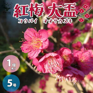 �y���������z�g�~ ��u ( �I�I�T�J�Y�L ) �g�Ԉ�d�炫 ��� �~�͎d���� 5���� 1���� �R�E�o�C �x�j�E�� �Ԕ~ �ԃE�� �n�i�E�� �Ԕ~ ���炫 Prunus mume cv. Osakazuki �~�� �������� ���[