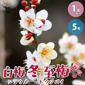 �y���������z���~ �~���~ ( �g�E�W�o�C ) ���Ԉ�d�炫 ��� �~�͎d���� 5���� 1���� �~���~ �g�E�W�o�C �V���E�� �V���E�� �Ԕ~ �ԃE�� �n�i�E�� �Ԕ~ ���炫 Prunus mume cv Touji �~�� �������� 