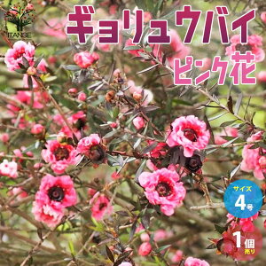 yzMEoC  4|bg 1 XRpE ?~ lYhL MEoC A Leptospermum scoparium K[fjO  [