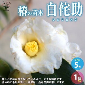 yz ( coL ) ̕c iF̏ ( VrXP )  5 1 coLc coL̕c ֕c ւ̕c  [