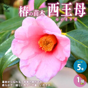 yz ( coL ) ̕c iF ( ZCIE{ )  5 1 coLc coL̕c ֕c ւ̕c  [