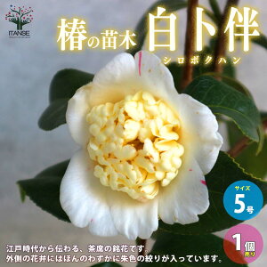 yz ( coL ) ̕c iFm ( V{Nn )  5 1 coLc coL̕c ֕c ւ̕c  [