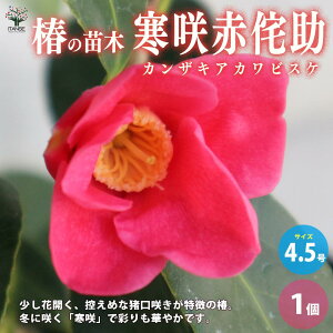 yz ( coL ) ̕cؕiFԘ̏ ( JULAJrXP )  4.5|bg 1 coLc coL̕c ֕c ւ̕c  [