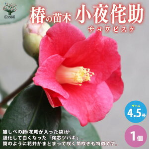 yz ( coL ) ̕cؕiF̏ ( TrXP )  4.5|bg 1 coLc coL̕c ֕c ւ̕c  [