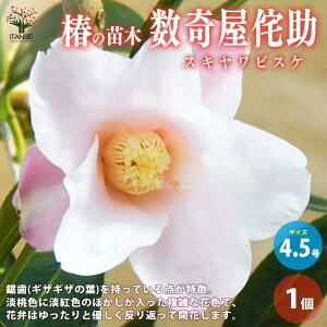 yz ( coL ) ̕cؕiF̏ ( XLrXP )  4.5|bg 1 coLc coL̕c ֕c ւ̕c  [