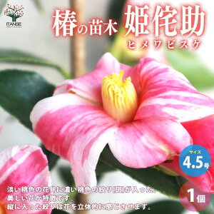 yz ( coL ) ̕cؕiFP̏ ( qrXP )  4.5|bg 1 coLc coL̕c ֕c ւ̕c  [