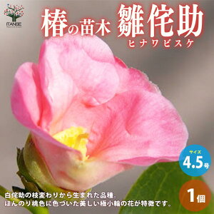 yz ( coL ) ̕cؕiF̏ ( qirXP )  4.5|bg 1 coLc coL̕c ֕c ւ̕c  [