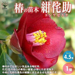 yz ( coL ) ̕cؕi:̏ ( RrXP )  4.5|bg 1 coLc coL̕c ֕c ւ̕c  [