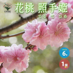 �y���������z�ԓ��̕c�ؕi��F�Ǝ�P ( �e���e�q�� ) ��� 6���� 1���� �Ԃ̕c �Ԗ؂̕c �c �� ���̕c ���c �ԕc ���� �ԓ� PVP �������� ���[