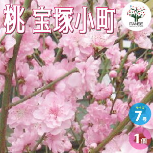 yz"ˏ"ԓ̕c ( dsN )  7 1 Ԗؕc Ԗ؂̕c ԓ ˏ ni ԓ̕c ̕c Prunus persica PVP  [