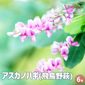 【送料無料】アスカノハギ 花苗 6号鉢 秋の七草 マメ科 ハギ属 多年草 園芸品種 カラーリーフ 秋 苗木 送料無料 即納