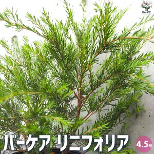 yzo[PA jtHA  4.5|bg ؂̕c A Aؕc A؂̕c xbPA Baeckea linifolia Rudge  [