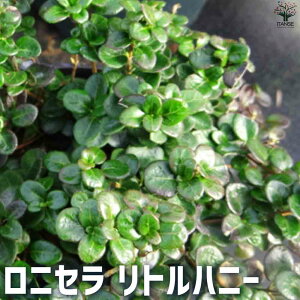 yzjZ gnj[  3|bg jZ NVtHA N[sO nj[TbN  [
